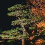 冬季夜間特別開園 和 Light Nights｜12月20日（土）〜12月25日（木）大仙公園日本庭園で幻想的な光のイベント開催！